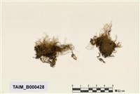 藏品(鱗葉苔屬)的圖片